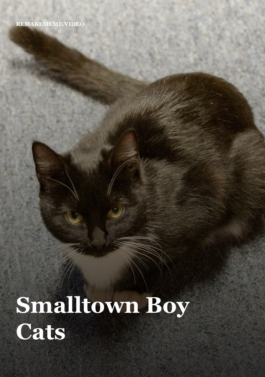 Two cats sitting in a bright room, the stand-in image for the Smalltown Boy Cats format